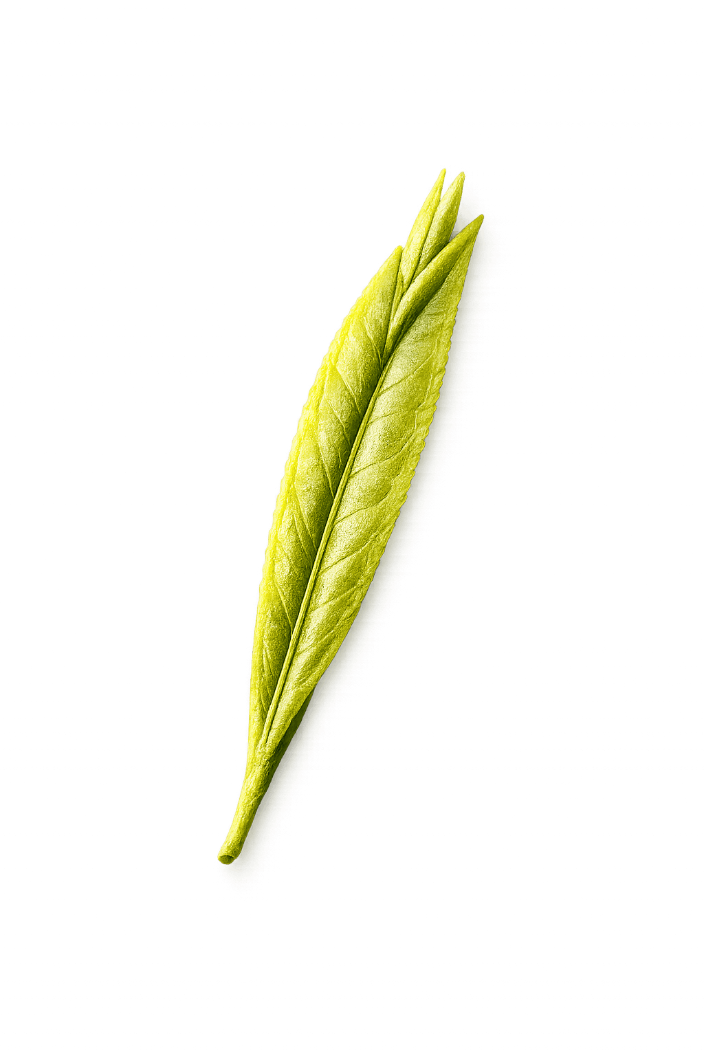精选茶叶的安静秩序